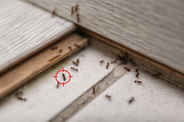 Best Termite Control Services  in Madison, NE
