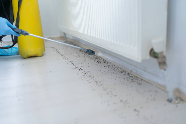 Best Flea Control Services  in Madison, NE