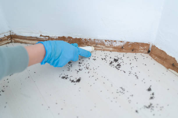Best Termite Control Services  in Madison, NE